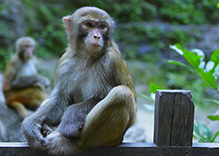 Monkey Cries in Ancient Poems about the Three Gorges