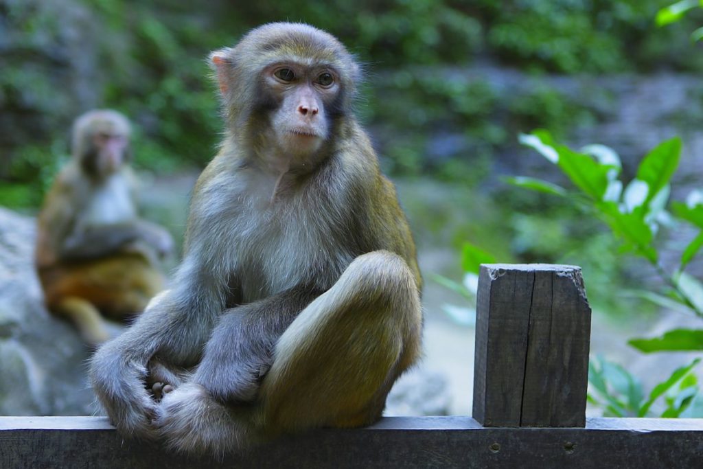 Three Gorges Macaque